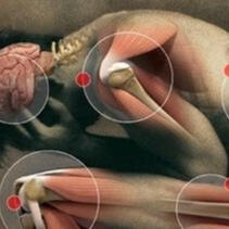 Uro, smerte, overbelastet nervesystem